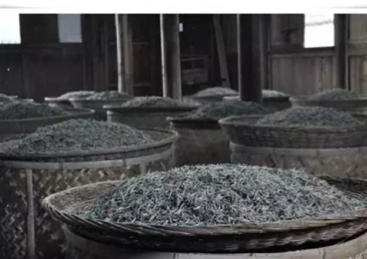 四:白茶制作工艺简介 白茶的制作工艺,主要是采摘,萎凋,烘干,保存四