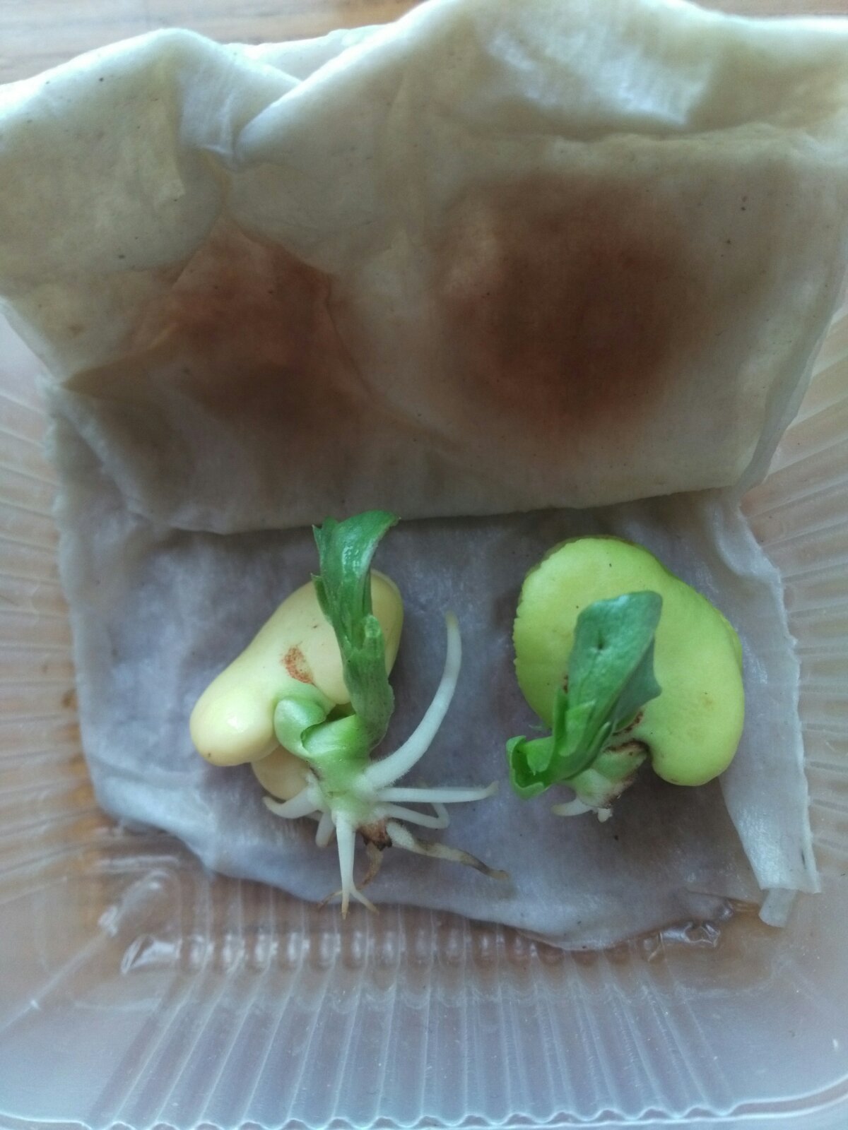蚕豆发芽记——我的科学小实验