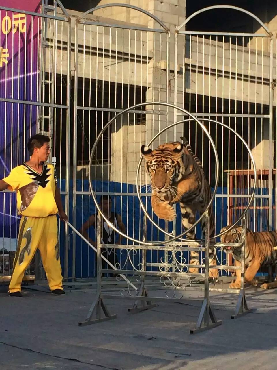 山东顺昕马戏团(联系电话13282906111老丁)