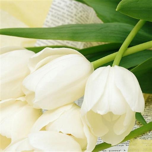双色郁金香
   双色郁金香花语：美丽的你、喜相逢    黑色郁金香
   黑郁金香花语：神秘...