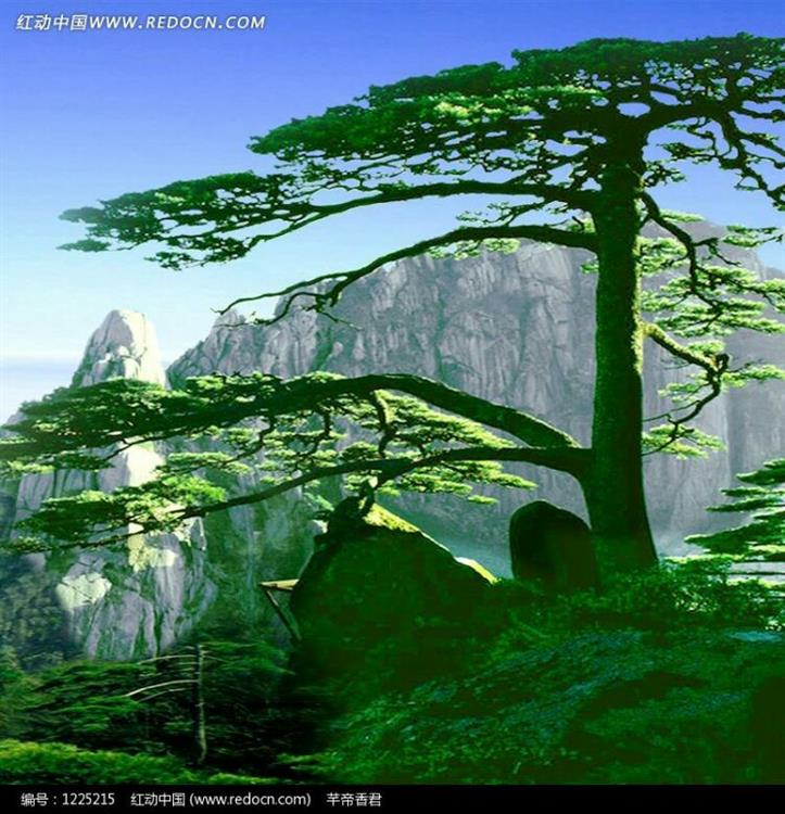 青松赞作者宫宝涵