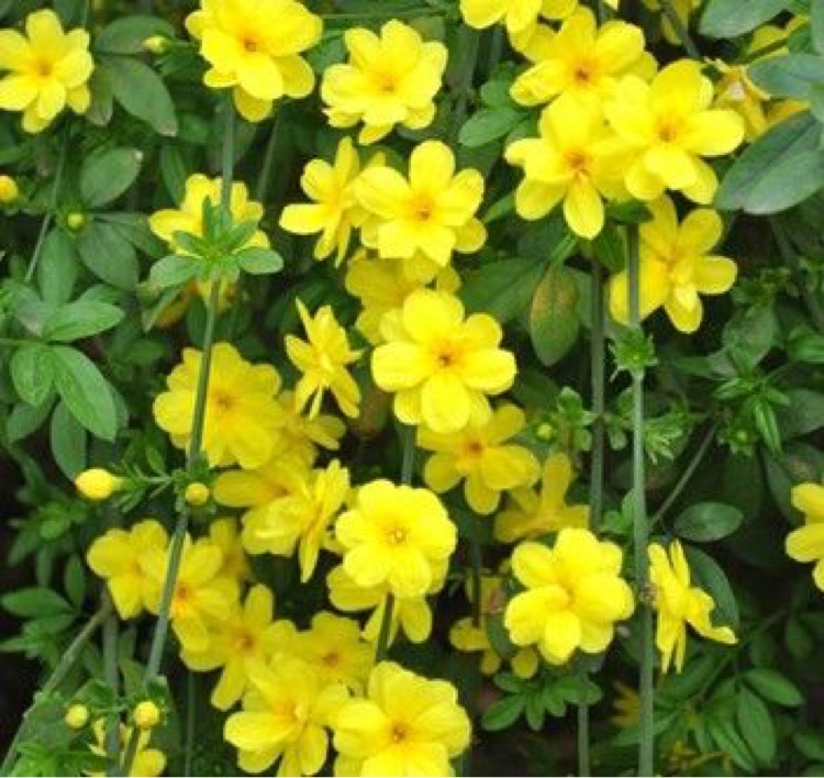 迎春花小束(六首) 寸草