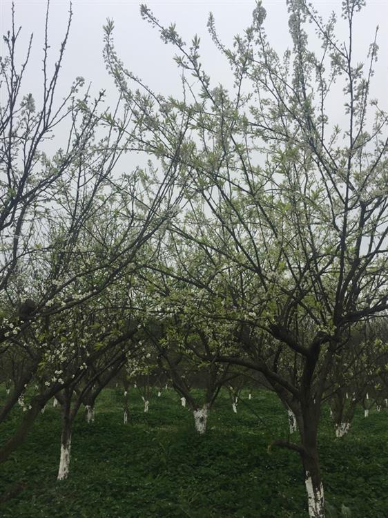 湿地旁的李子林,正是开花的时节.