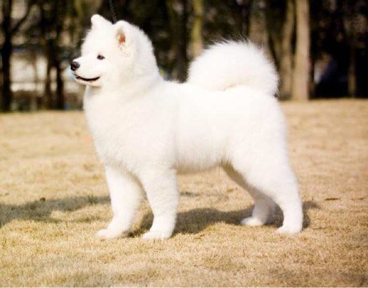 喜欢我们的主人请联系辛苦照顾我们的场长吧喜欢热线15153247691