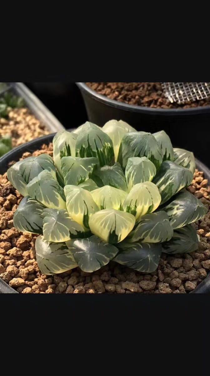 第10个广濑玉露锦极上斑2.2公分,1000起,50一加【网图仅供参考】