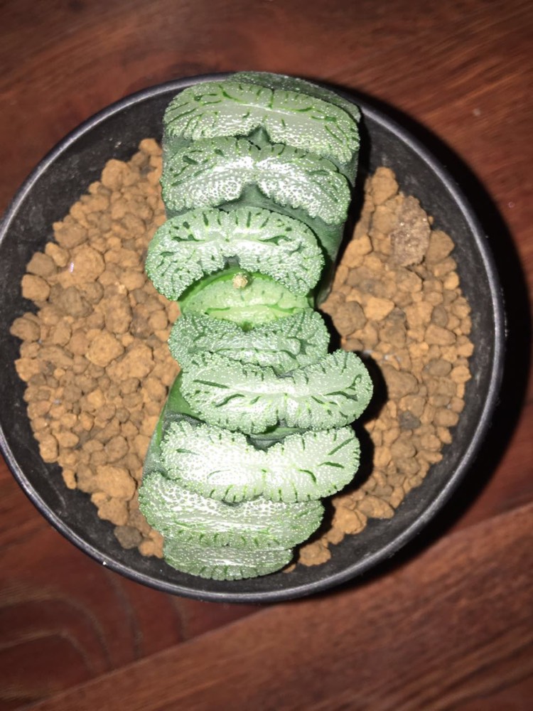 第7个r2玉扇(母本)9.6公分,1000起,50一加【图三】