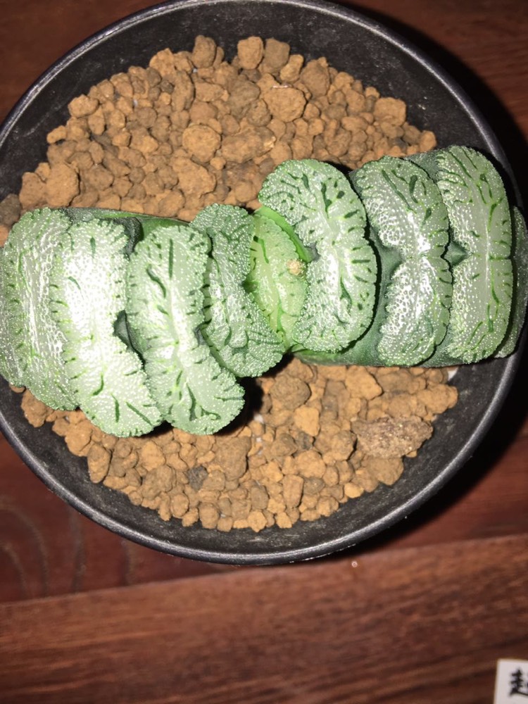 第7个r2玉扇(母本)9.6公分,1000起,50一加【图一】