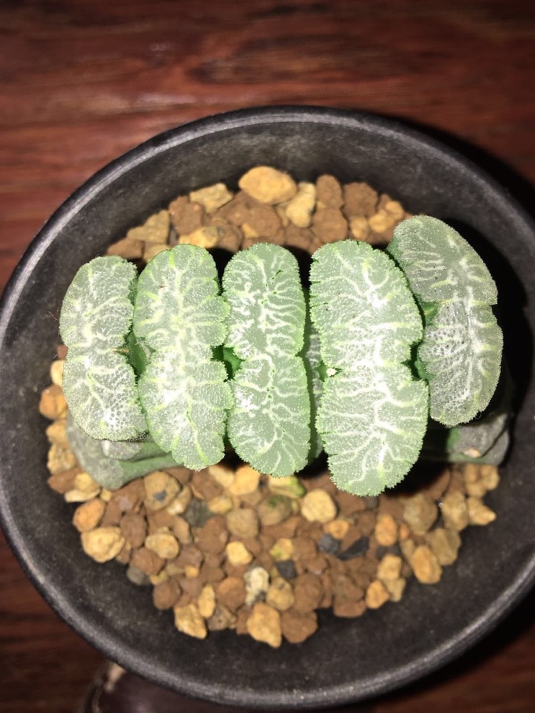 第6个虞姬玉扇亚成7.3公分,2000起,50一加【图一】