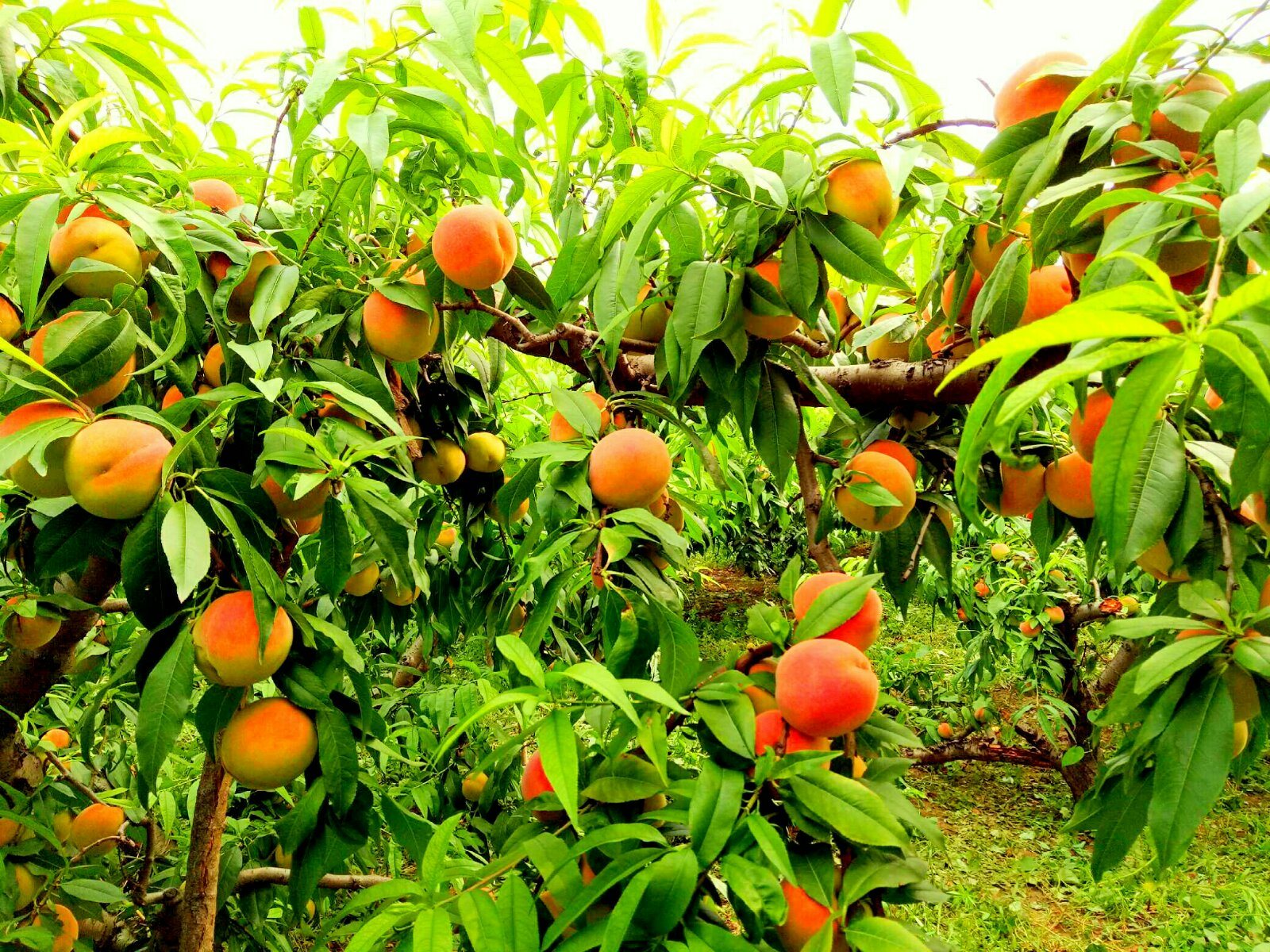 大孬果园欢迎您来采摘