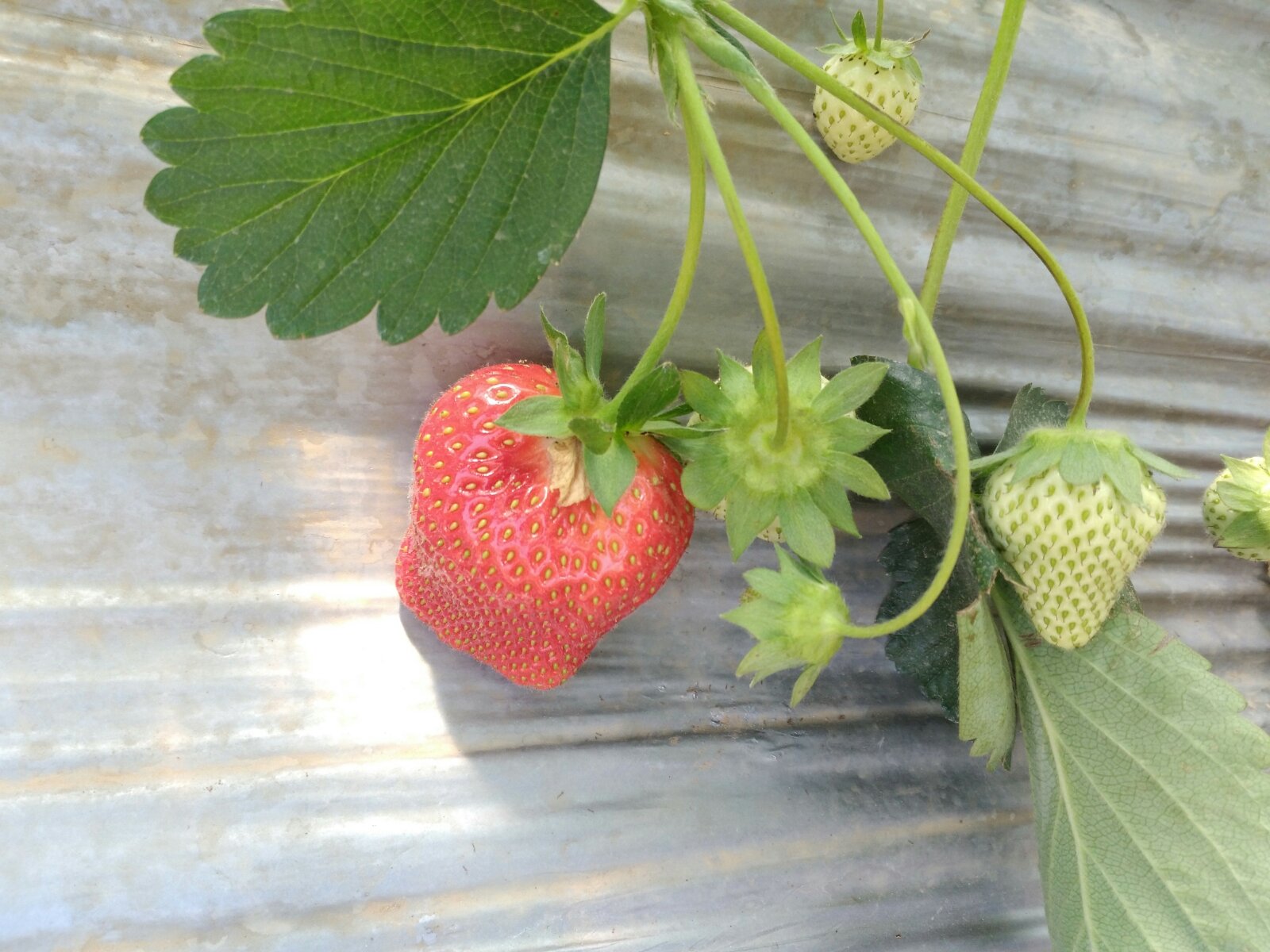尹集镇更上村晨光草莓欢迎你,2017年最后一波草莓了,数量少,果实大