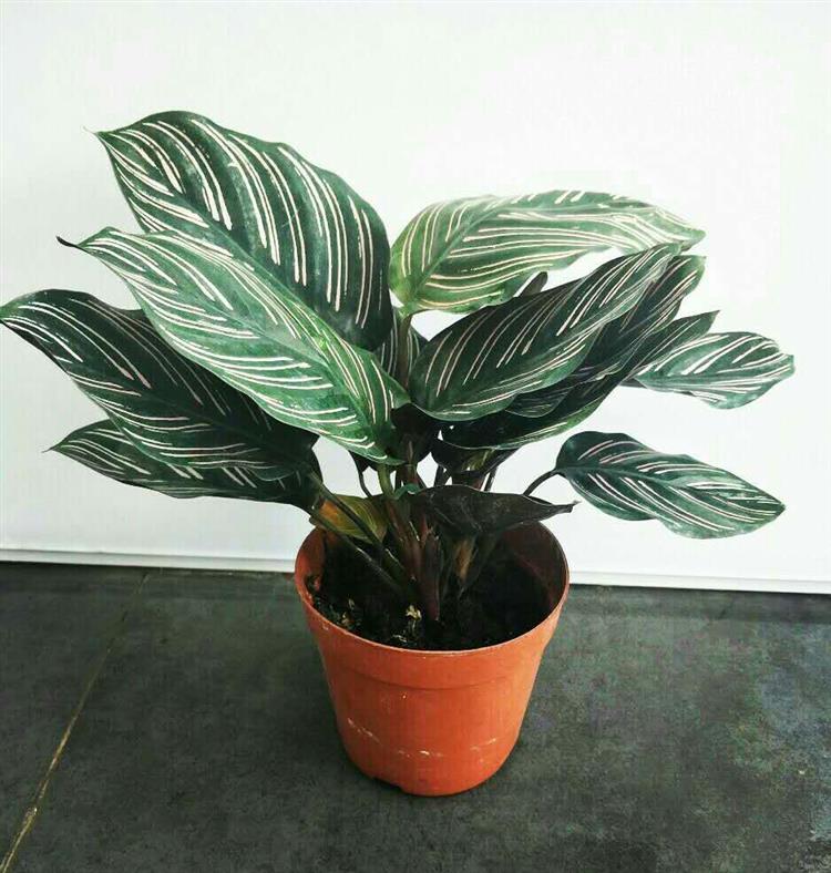 一花一名孔雀竹芋