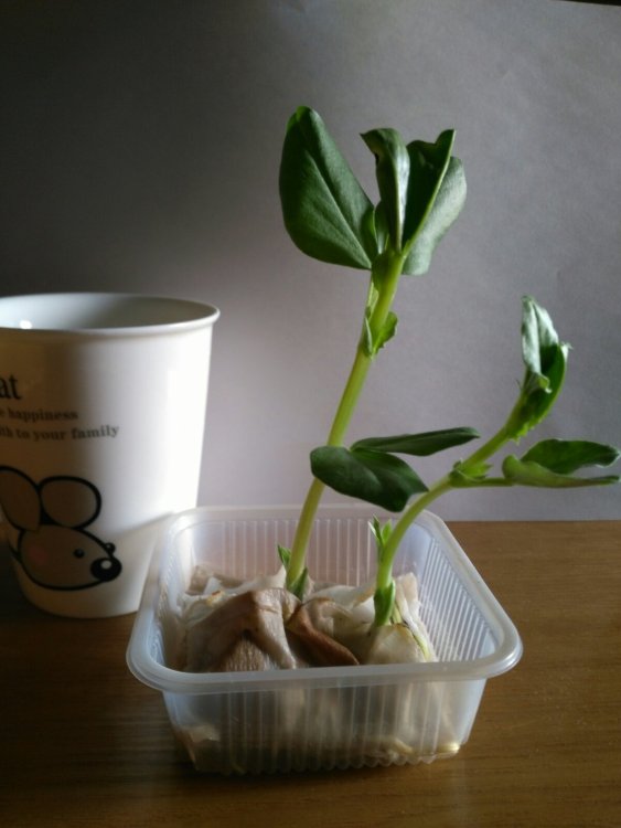 蚕豆发芽记——我的科学小实验