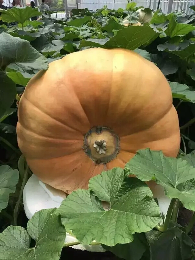 真正的巨型南瓜 据说一天能长几十斤!简直难以置信!敢吃吗?