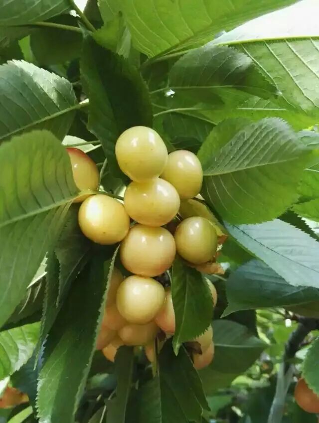 大黄果,你吃过了吗?