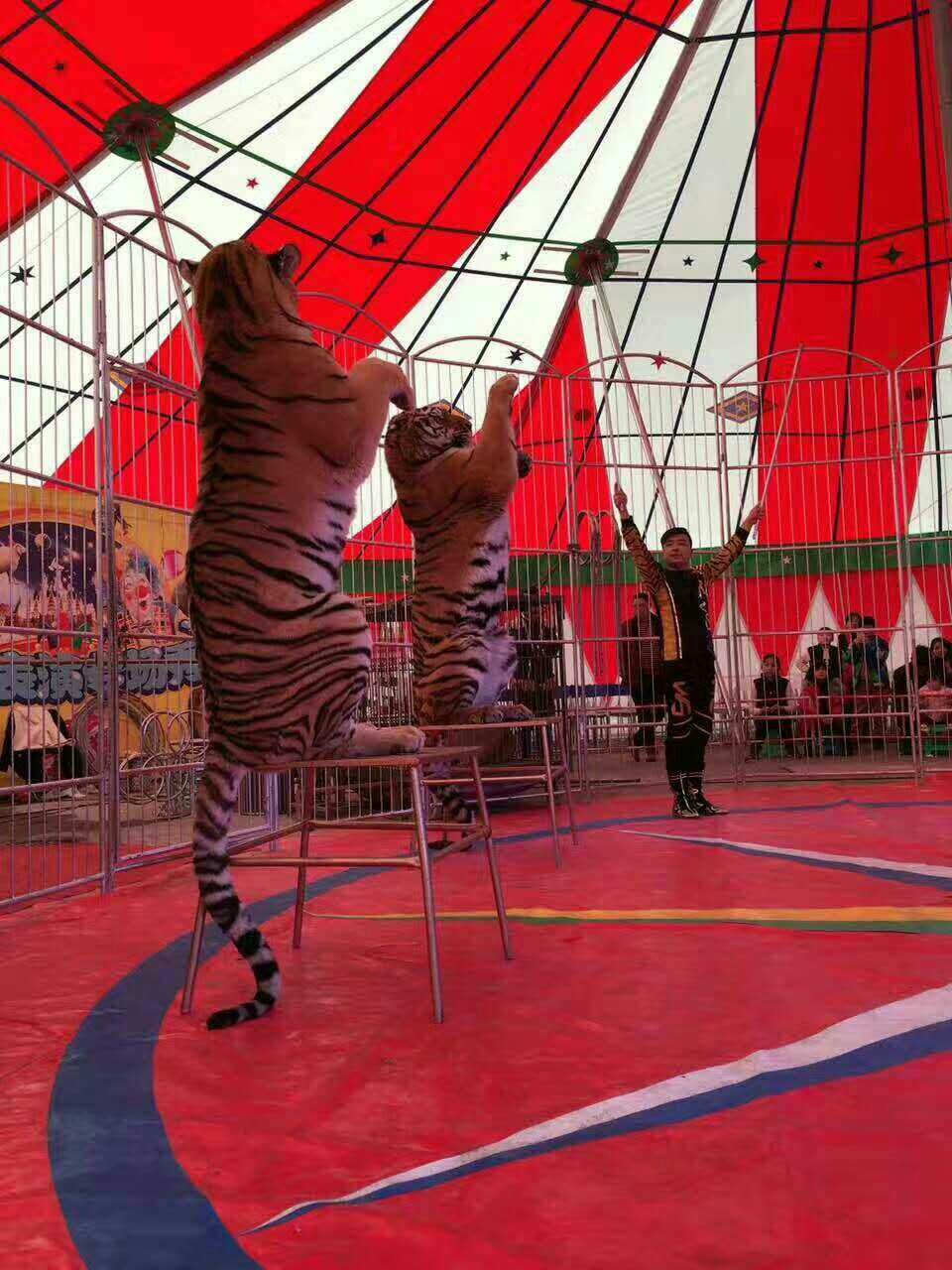 山东顺昕马戏团(联系电话13282906111老丁)